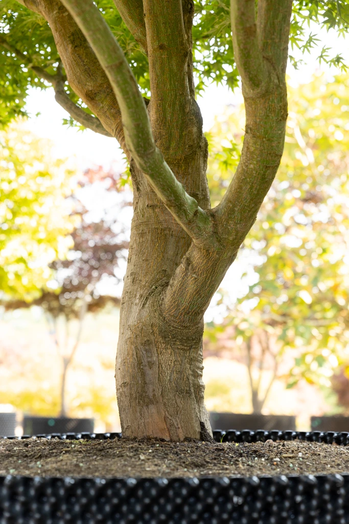 Acer palmatum VJ